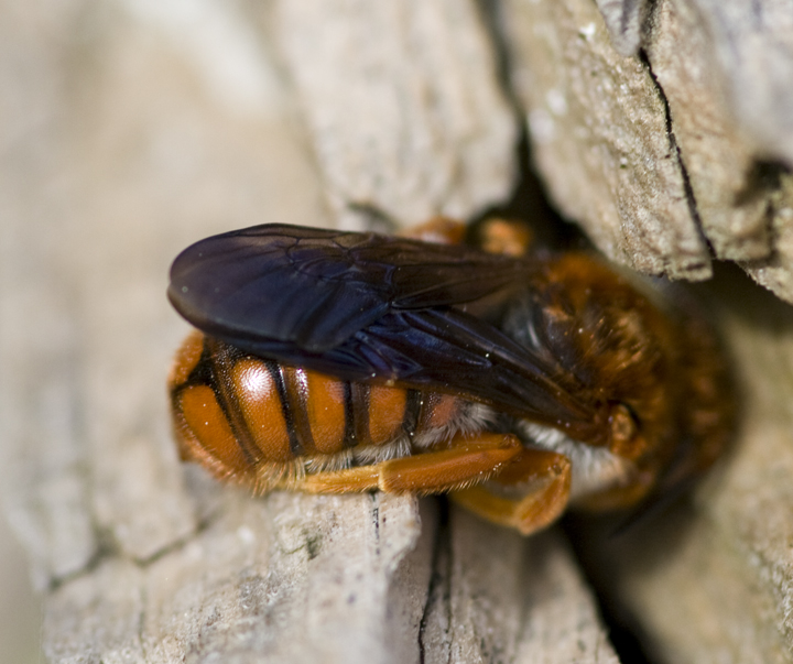 Identificazione ape rossa: Rhodanthidium sticticum